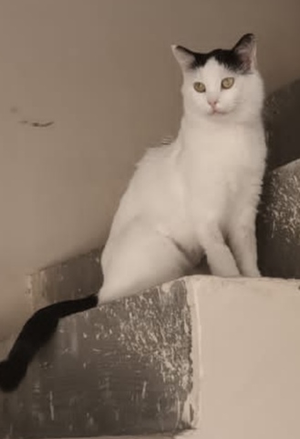 ZAGINĄŁ KOT CATBERRY !