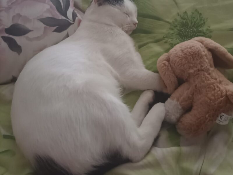 ZAGINĄŁ KOT CATBERRY !