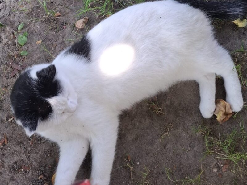 ZAGINĄŁ KOT CATBERRY !