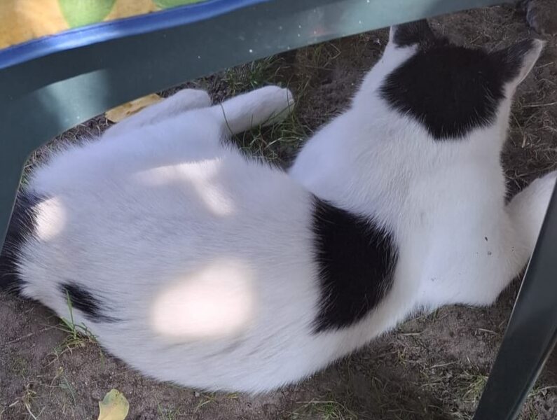 ZAGINĄŁ KOT CATBERRY !