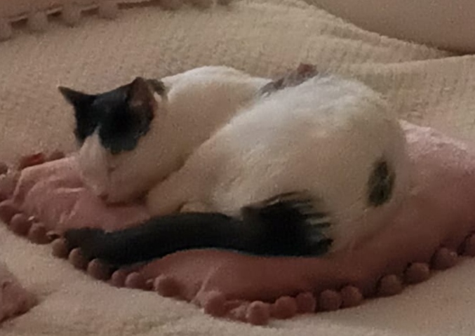 ZAGINĄŁ KOT CATBERRY !