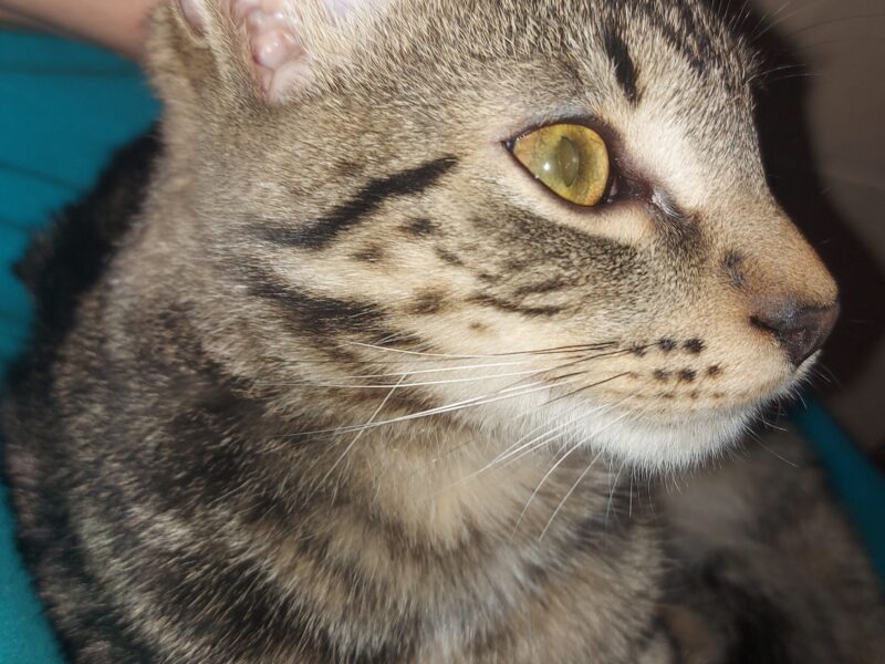 W Ząbkach zaginął kocurek