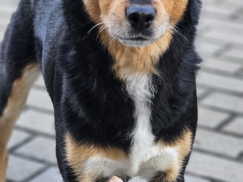 Zaginął pies Łuki