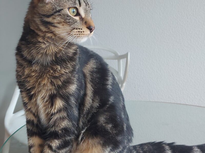 W Ząbkach zaginął kocurek