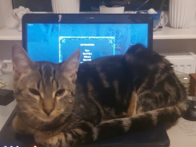 W Ząbkach zaginął kocurek