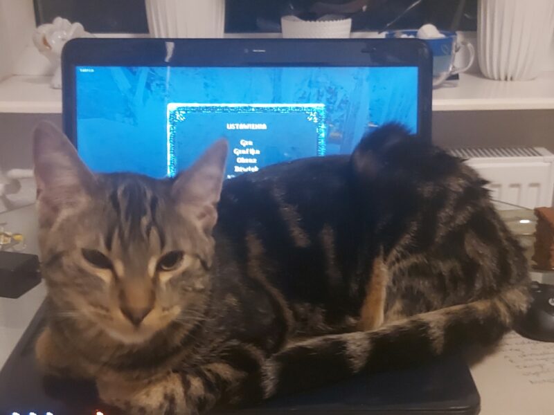 W Ząbkach zaginął kocurek