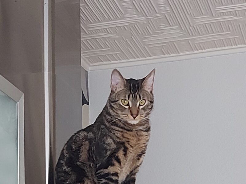 W Ząbkach zaginął kocurek