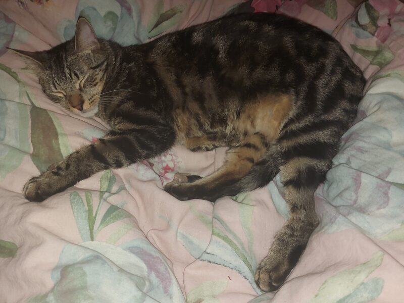 W Ząbkach zaginął kocurek