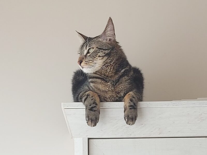 W Ząbkach zaginął kocurek