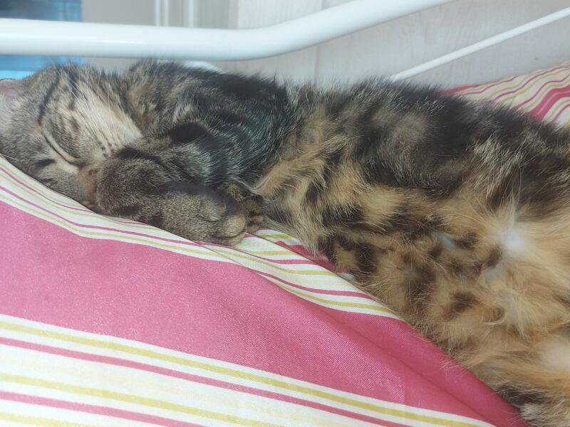 W Ząbkach zaginął kocurek