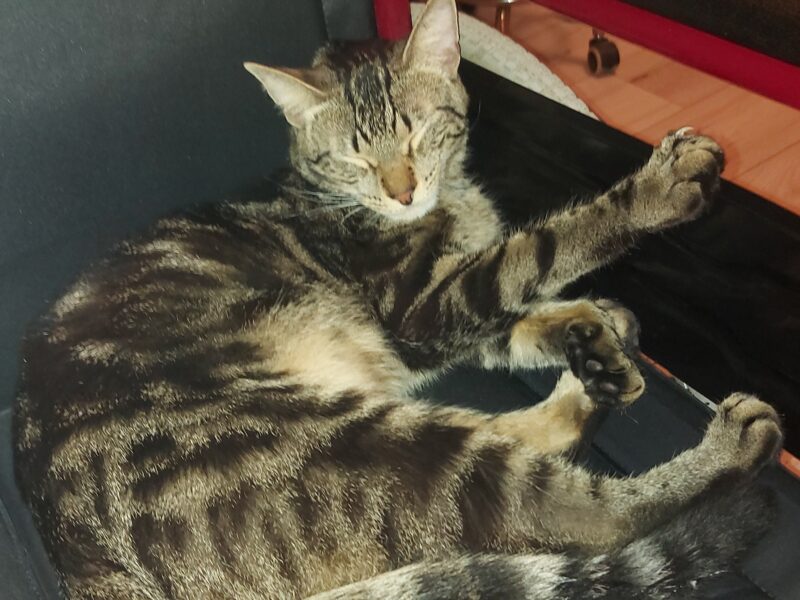 W Ząbkach zaginął kocurek