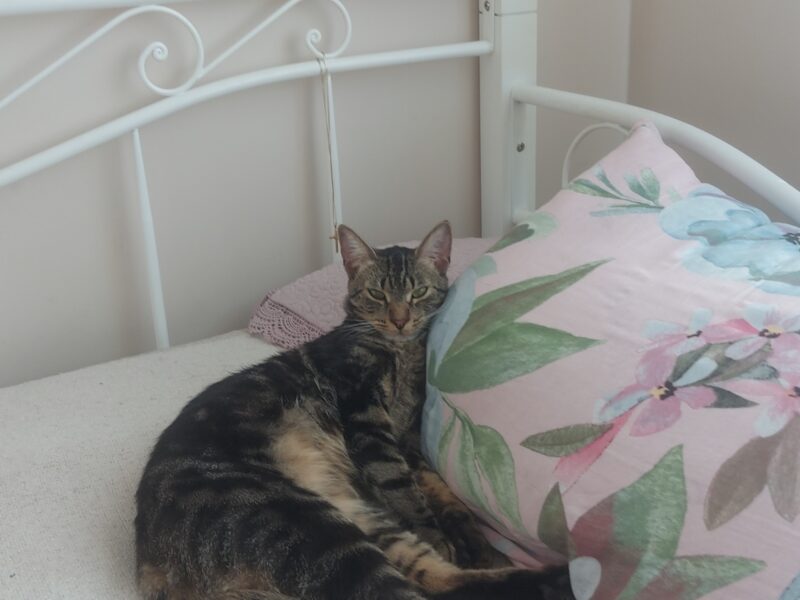 W Ząbkach zaginął kocurek