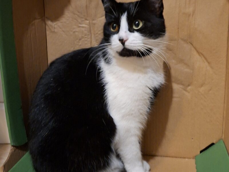 Zaginęła kotka Warszawa Wawer i okolice