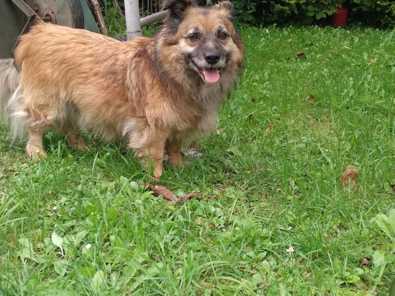 Zaginął piesek Aleks