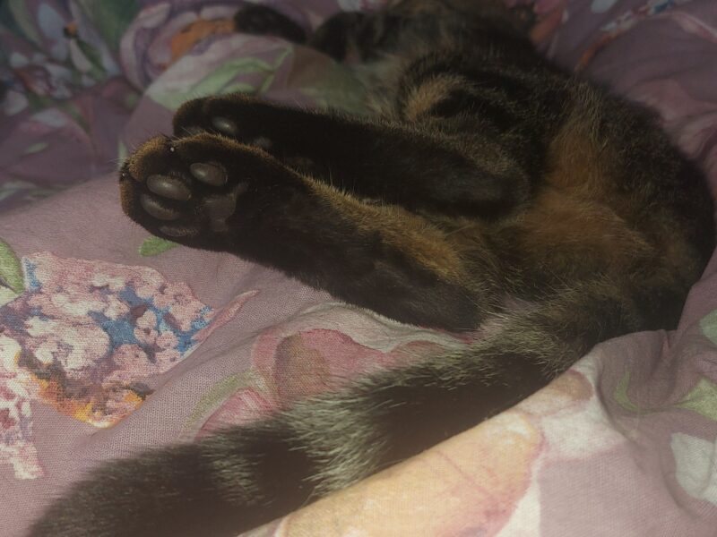 W Ząbkach zaginął kocurek