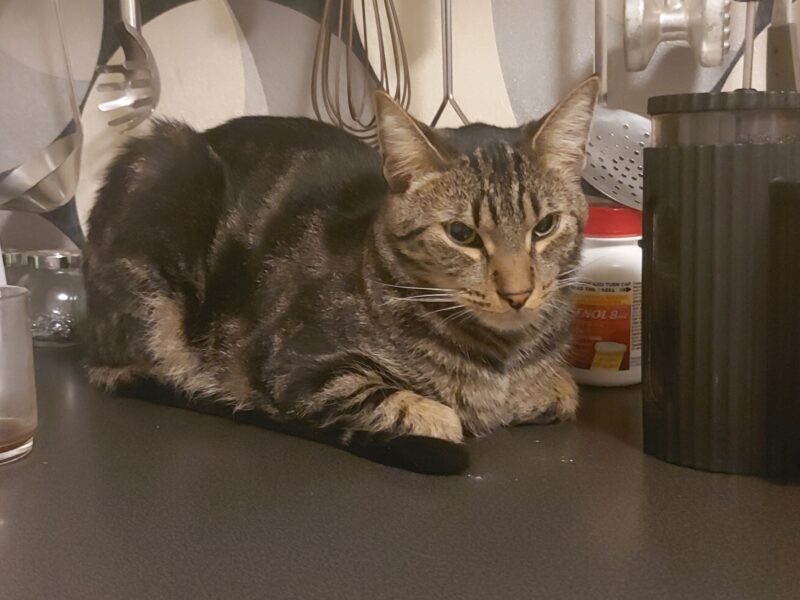 W Ząbkach zaginął kocurek