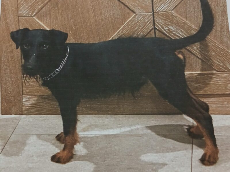 Zaginął Piesek Myśliwski