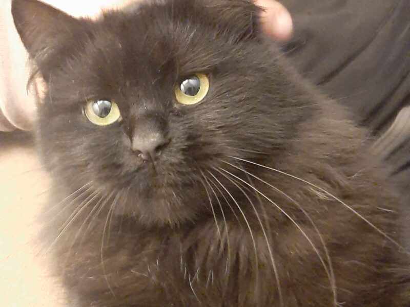 Zaginęła Kotka Felga