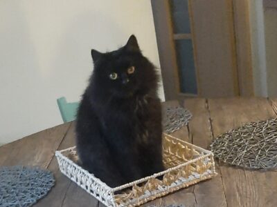 Zaginęła Kotka Felga