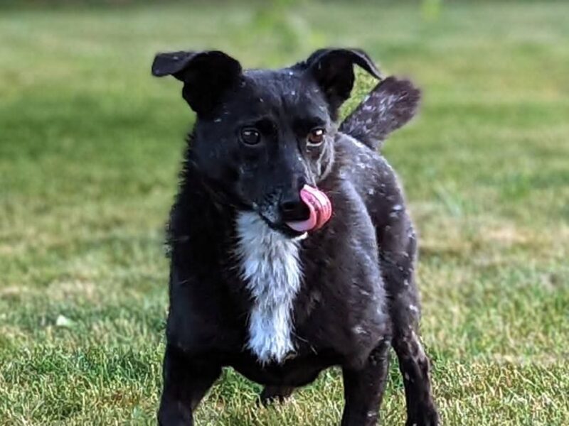 Zaginął lękowy piesek Guzik