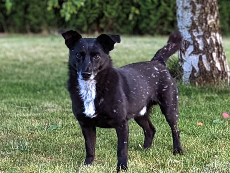Zaginął lękowy piesek Guzik