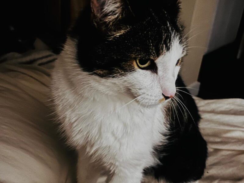 Pilnie poszukiwany kot Milan