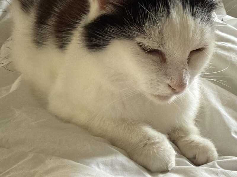 Zaginęła kotka Micia !!!