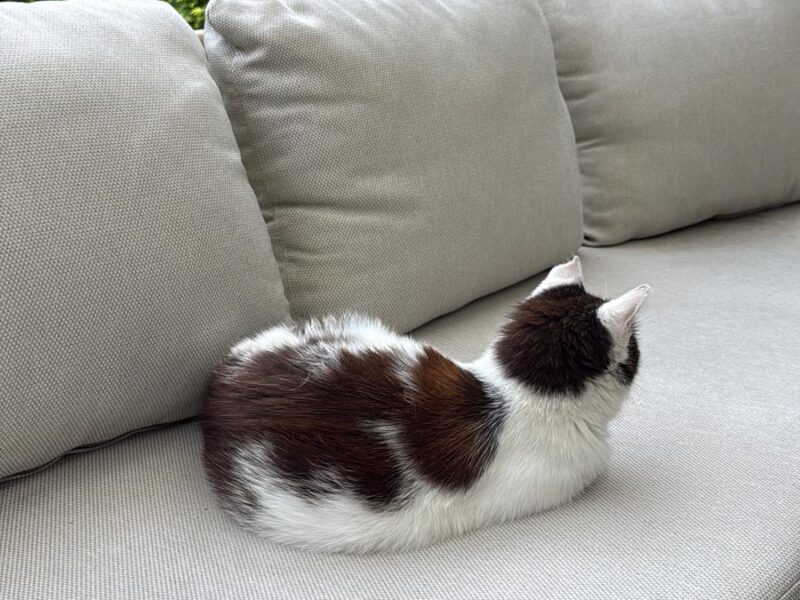 Zaginęła kotka Micia !!!