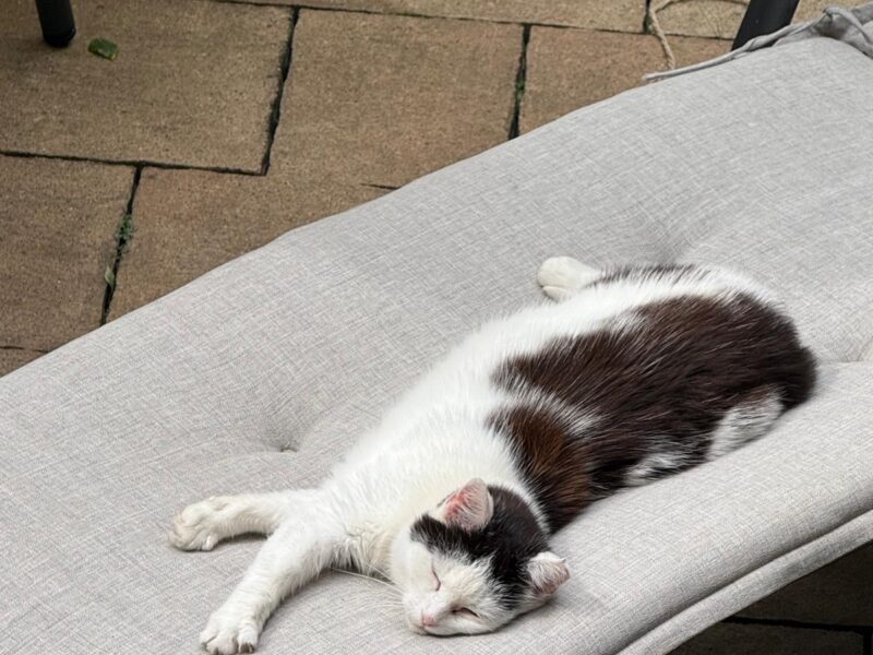 Zaginęła kotka Micia !!!