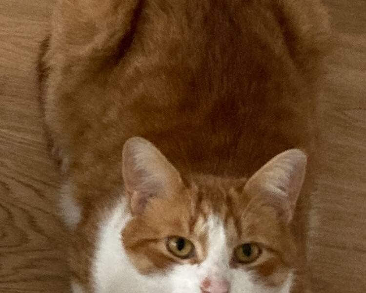 Zaginął kot Magnus