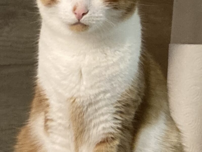 Zaginął kot Magnus