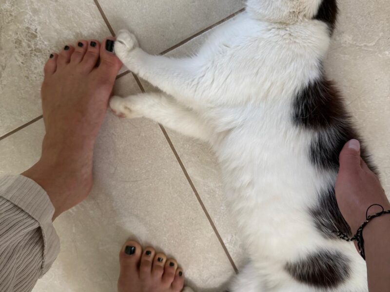 Zaginęła kotka Micia !!!