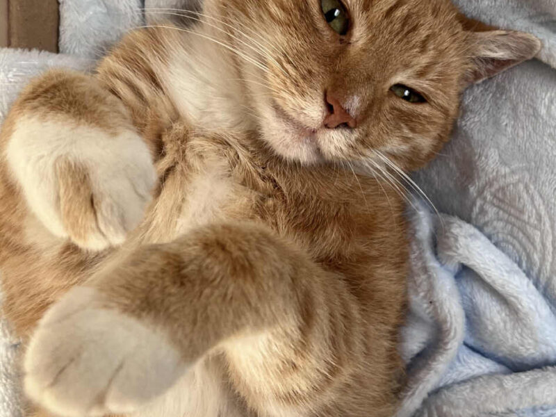 Zaginął kotek Rysio!