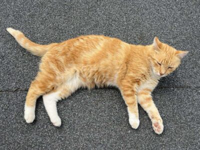 Zaginął kotek Rysio!