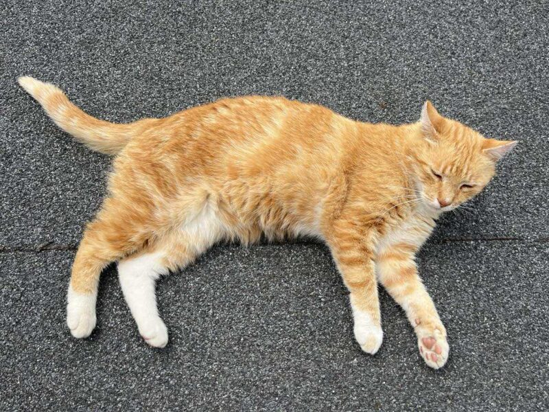 Zaginął kotek Rysio!