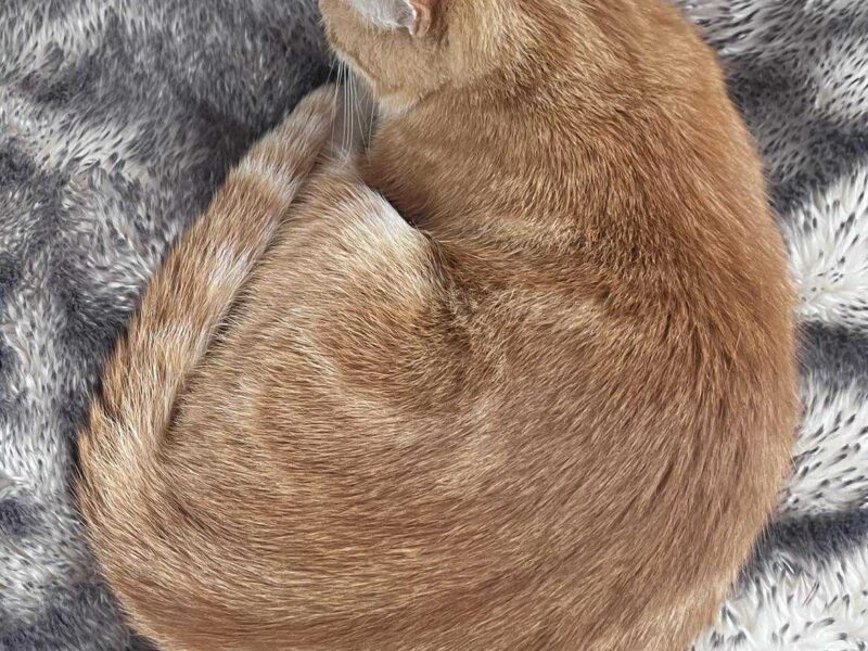 Zaginął kotek Rysio!