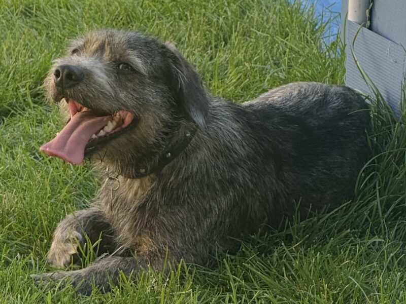 Uwaga! Zaginął Piesek Majki