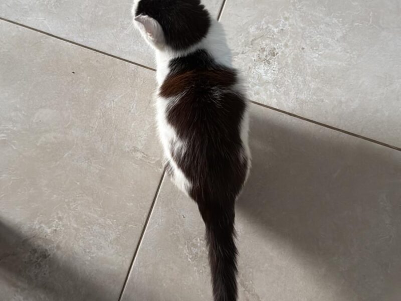 Zaginęła kotka Micia !!!