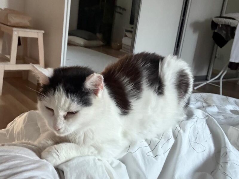 Zaginęła kotka Micia !!!