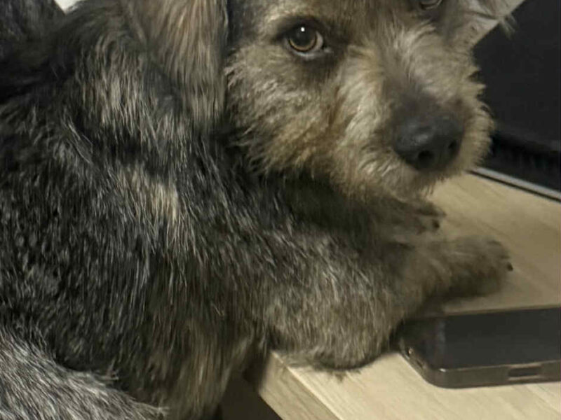 Uwaga! Zaginął Piesek Majki