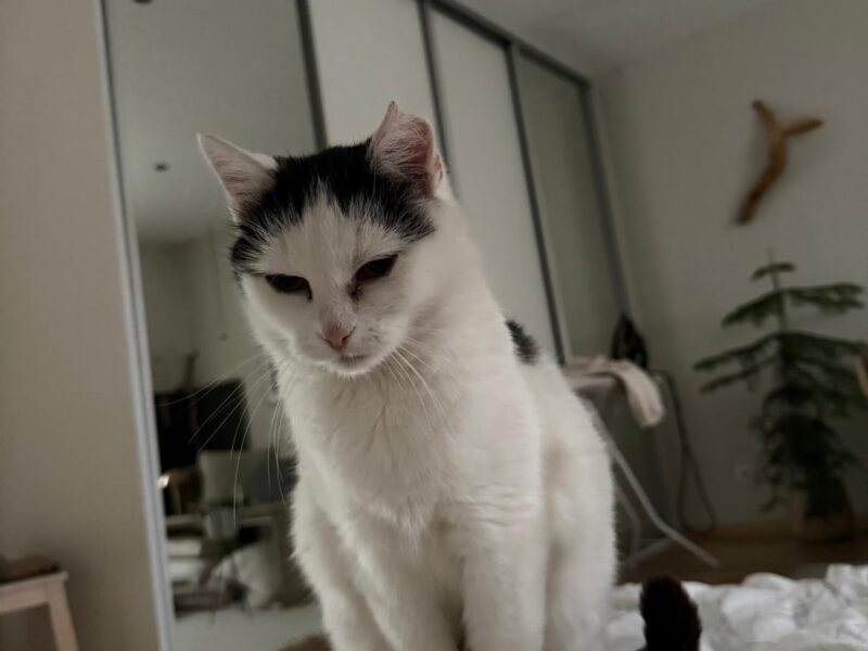 Zaginęła kotka Micia !!!