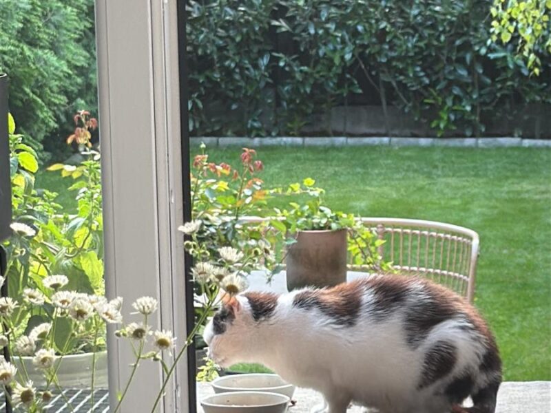 Zaginęła kotka Micia !!!