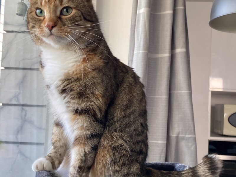 Zaginęła Kotka Beta