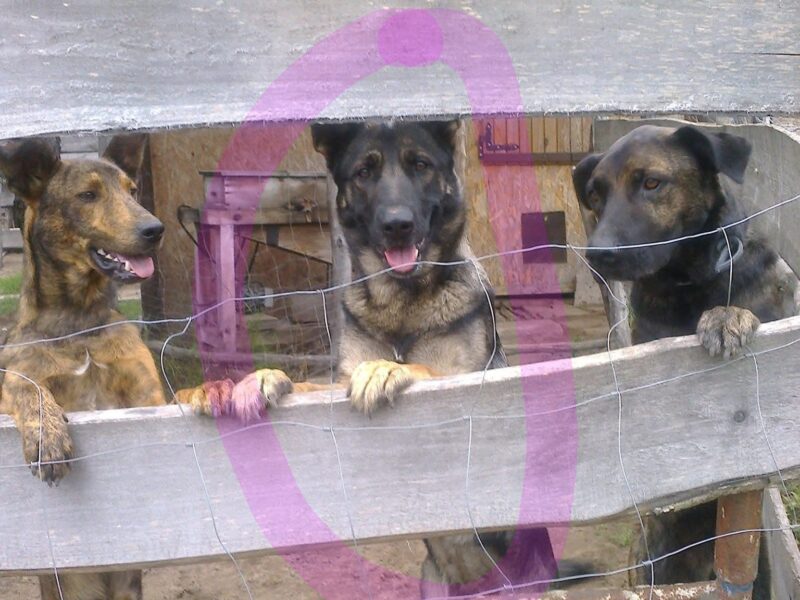 Zaginęła sunia Furia