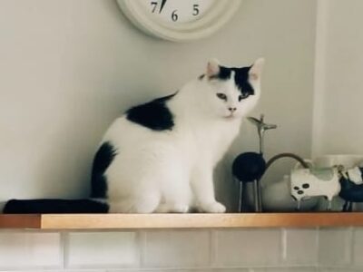 Zaginęła kotka Martynka w Kobylarni