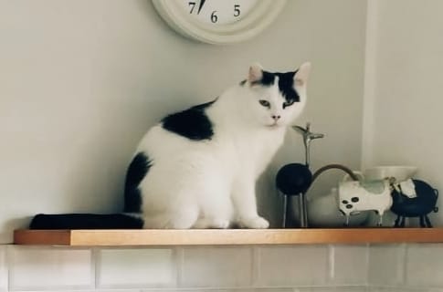 Zaginęła kotka Martynka w Kobylarni