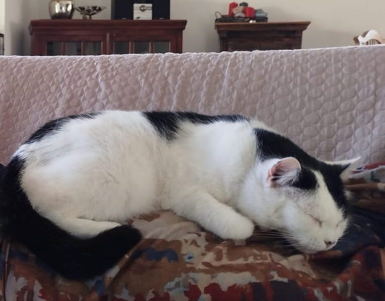 Zaginęła kotka Martynka w Kobylarni