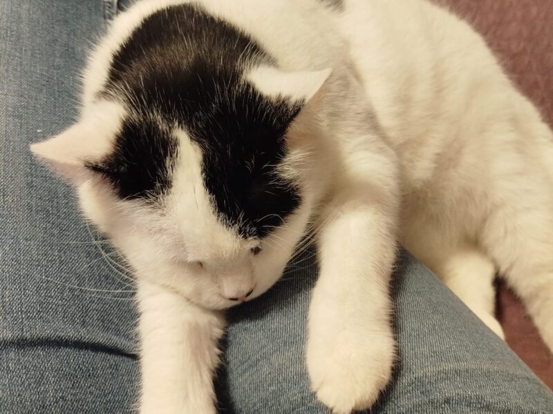 Zaginęła kotka Martynka w Kobylarni