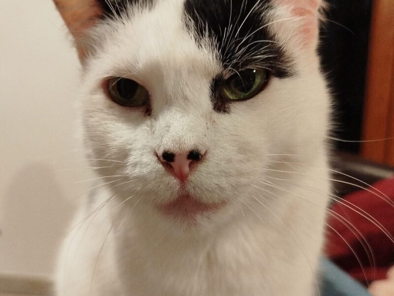 Zaginęła kotka Martynka w Kobylarni