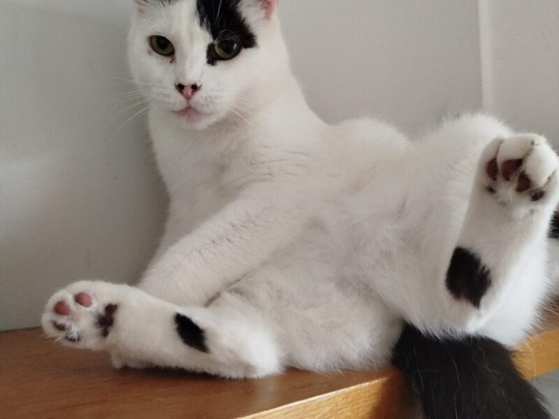 Zaginęła kotka Martynka w Kobylarni